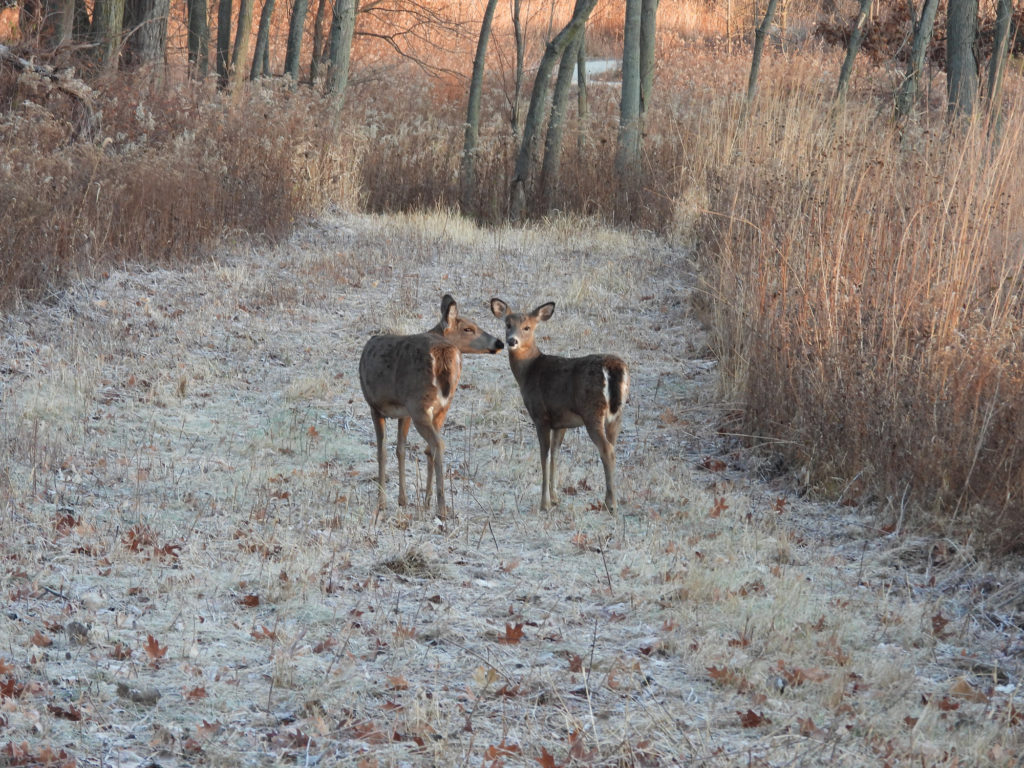 White Tail Deer for Wildlife Food Plotting Services