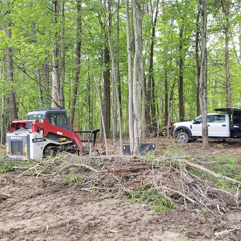 forestry clearing and thinning virginia front royal