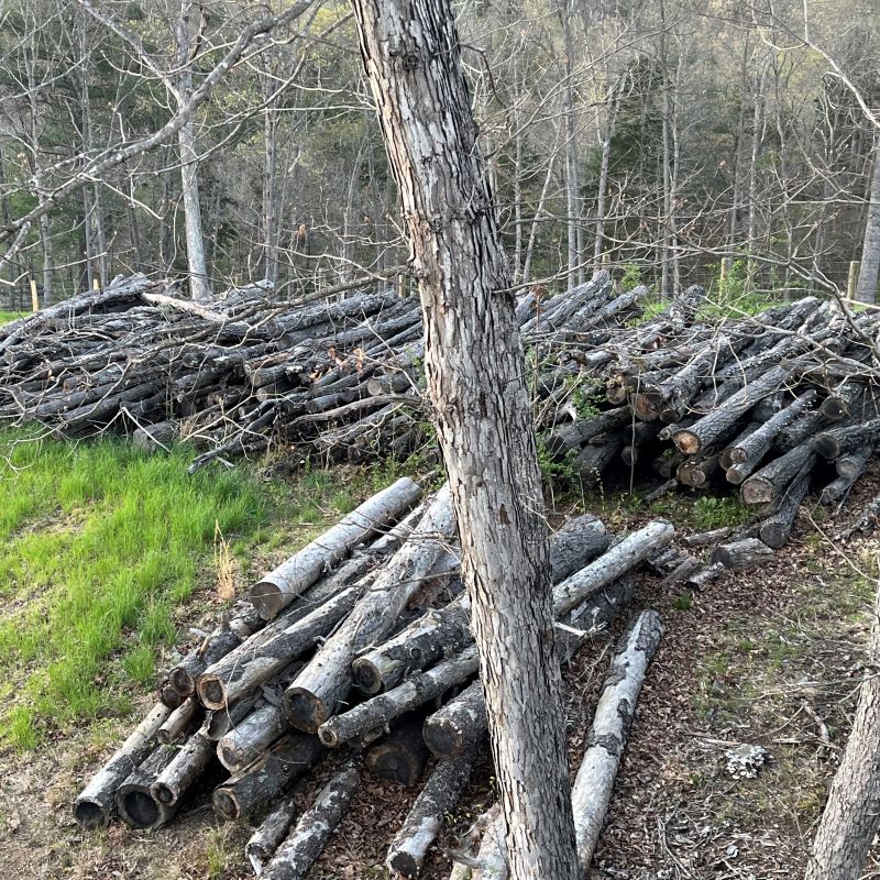 Logging for Land Clearing