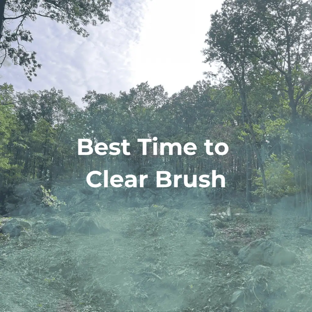 Best Time to clear Brush