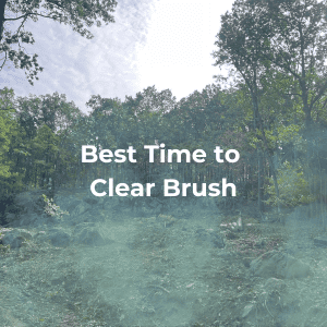 Best Time to clear Brush